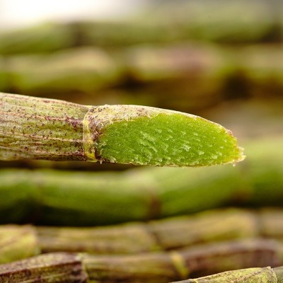 新鲜铁皮石斛鲜条 优选铁皮石斛500g 四年石斛枫斗产地霍山 2斤图2