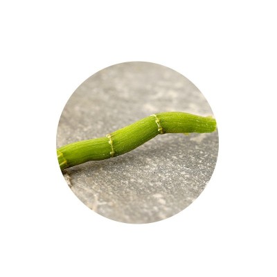 新鲜铁皮石斛鲜条 优选铁皮石斛500g 四年石斛枫斗产地霍山 2斤图5