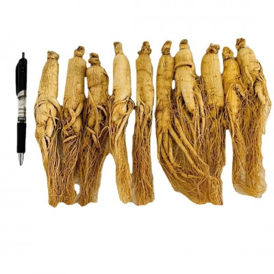 吉林人参 长白山人参 批发 干人参 生晒参 园参 东北特产 白参图4