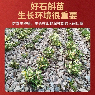 现货正宗铁皮石斛源头铁皮枫斗颗粒干石斛批发胶质好可代磨石斛图3