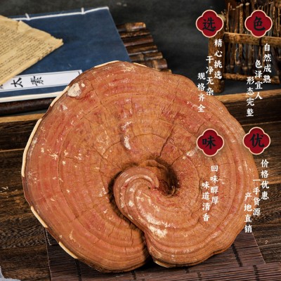 原产地安徽大别山大棒有机灵芝 可提供出口资质 灵芝打粉原料批发图3