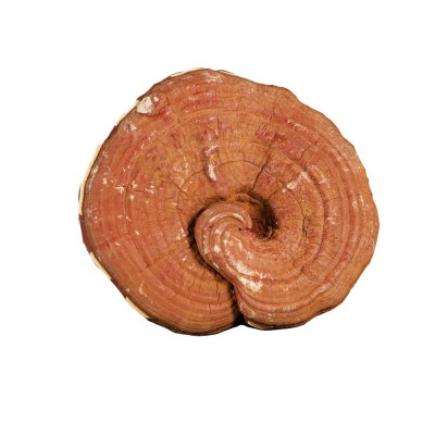 原产地安徽大别山大棒有机灵芝 可提供出口资质 灵芝打粉原料批发图5