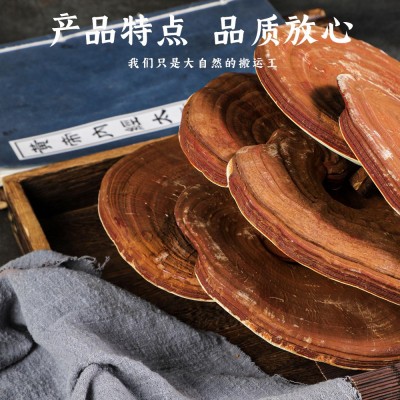 原产地安徽大别山大棒有机灵芝 可提供出口资质 灵芝打粉原料批发图4