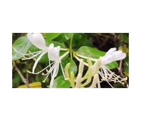 今天介绍第七十七味中药材，金银花#中医 #金银花 #中药材 #中草药