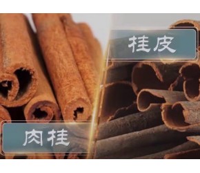 桂皮和肉桂有什么区别？专家详细讲解，快来听听