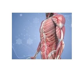 筋膜养生：让身体回归自然状态