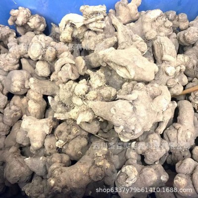 中药材苍术 炒苍术散装500g内蒙苍术片图3