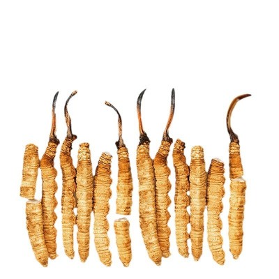 福东海冬虫夏草10克/罐 青海冬虫夏草头期干虫草冻干干货批发代发图5