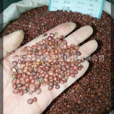 酸枣仁 低温烘培酸枣仁98货挑选颗粒饱满各种规格齐全支持代发图3