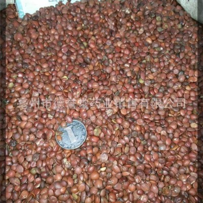 酸枣仁 低温烘培酸枣仁98货挑选颗粒饱满各种规格齐全支持代发图4