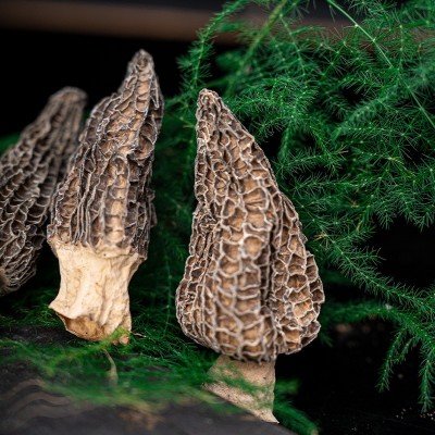 新货头茬羊肚菌肉质肥厚纹路清晰批发干货煲汤云南优质野生大粒图2