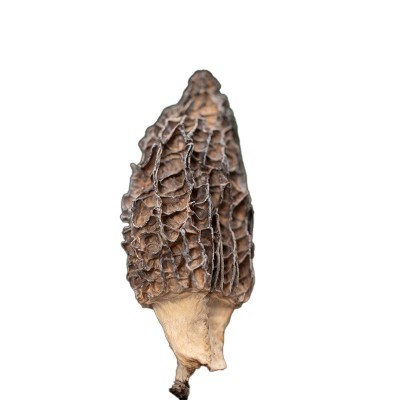 新货头茬羊肚菌肉质肥厚纹路清晰批发干货煲汤云南优质野生大粒图5