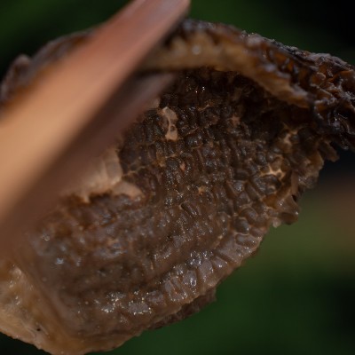 新货头茬羊肚菌肉质肥厚纹路清晰批发干货煲汤云南优质野生大粒图4