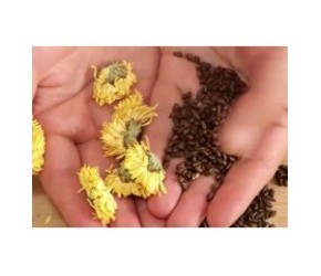 菊花加决明子，作用太厉害了，试了3天真管用，方法简单省钱实用