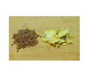 决明子搭贡菊是绝配，试了3天真管用，老中医养生方法，省钱实用