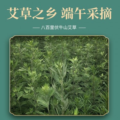 南阳艾条批发十年陈60:1艾灸条 艾柱艾绒黄金条图2