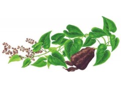 养生食疗：人间“仙草”何首乌