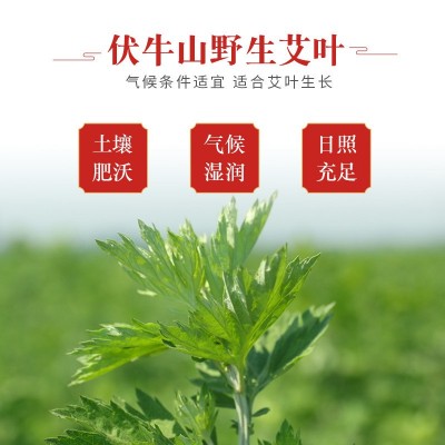 艾柱 艾草艾灸柱 非无烟十年陈艾柱手工54粒20:1黄金艾柱批发图2