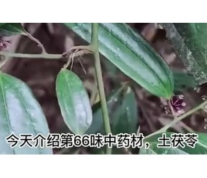今天介绍第六十六味中药材，土茯苓