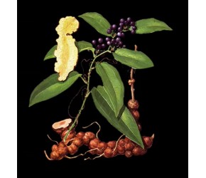 茯苓性平，健脾，宁心，利水渗湿