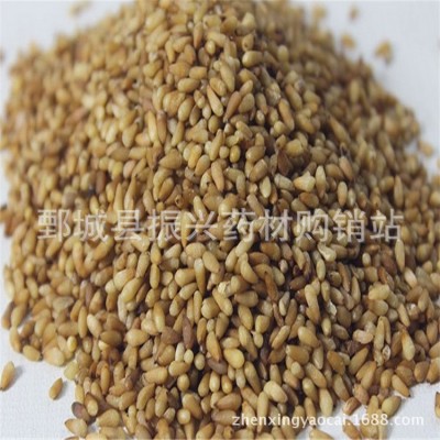 柏子仁【振兴药材】药材批发供应【柏子仁 】 山东选货 质优价廉图4