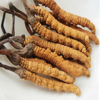 华珍品 冬虫夏草段草 冬虫夏草 批发一站式购全图2