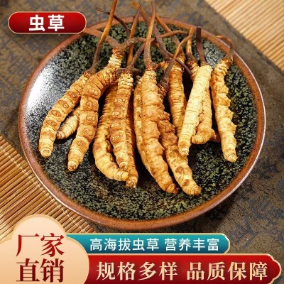 华珍品 冬虫夏草段草 冬虫夏草 批发一站式购全图3