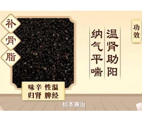 中药“补骨脂”味辛性温，归肾脾经，具有温肾助阳、纳气平喘的功效