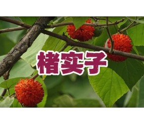 听故事学中药，今天讲楮实子的故事