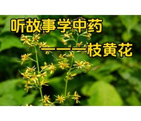 中药一枝黄花