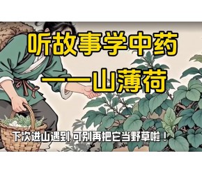 中药山薄荷的故事