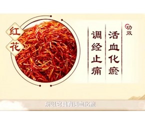 专家现场讲解说明：中药“细辛”和“红花”的功效作用