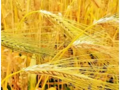 芒种湿热交蒸 养生重在祛湿养心