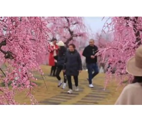 ​健康​​旅游​​ 四川探秘 | 问花村特色​​养生​​花海（上）​
