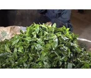 ​一块生​​普洱茶​​的制作过程