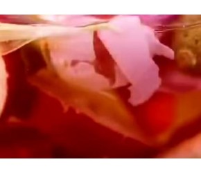 必备养颜花草茶​