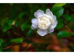 中药知识小科普：花类中药，主要有六大功效